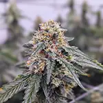 Freemont-Fog dispensary pegasus michigan