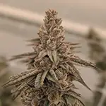 Frosted-Cherry-Cookies dispensary pegasus michigan