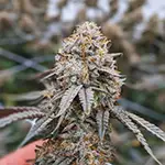 Jedi-Fuel dispensary pegasus michigan
