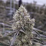 Mac-V2 dispensary pegasus michigan