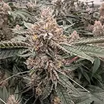 dark-queen-dispensary-michigan