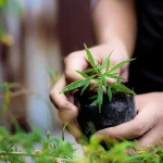 Sustainability in Cannabis Meeting Consumer Demand for Eco-Friendly Practices