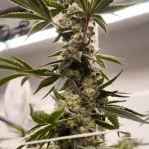 Big buds, ready to fly high!