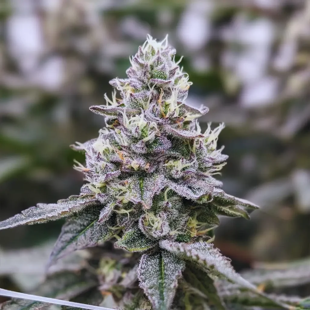 garlic breath