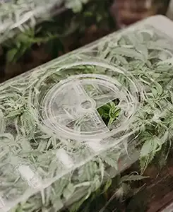 cannabis pegasus michigan