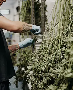 cannabis dispensary