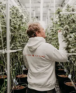 Pegasus michigan dispensary