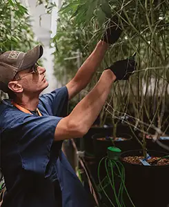 Dispensary Jackson Michigan