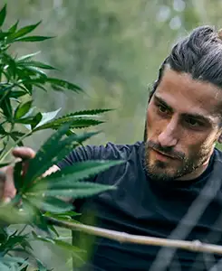 cannabis our craft
