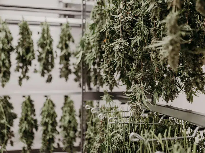 Sustainability in Cannabis Meeting Consumer Demand for Eco-Friendly Practices