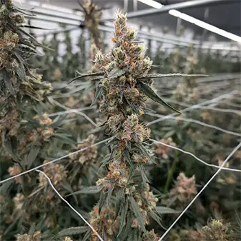 cactus-breath dispensary michigan