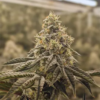 cherry driver dispensary michigan