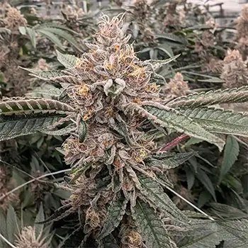 dark-queen dispensary michigan