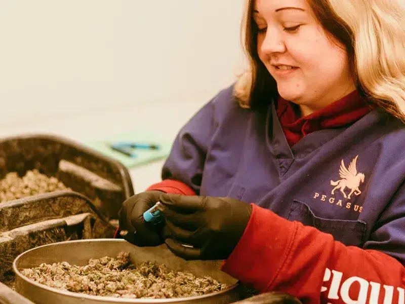 federal-cannabis-research