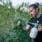 Sustainability in Cannabis
