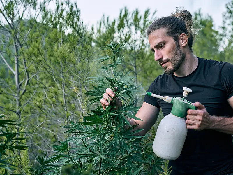 Sustainability in Cannabis: Meeting Consumer Demand for Eco-Friendly Practices