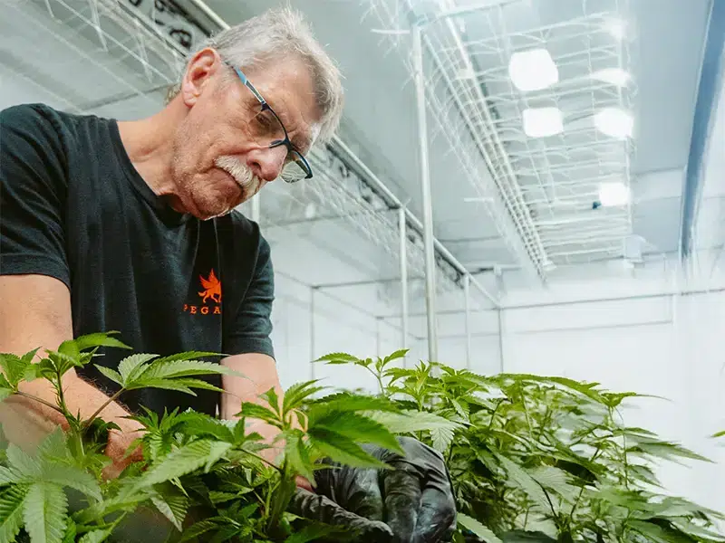 Why Pegasus Green Should Be in Every Michigan Dispensary’s Catalog
