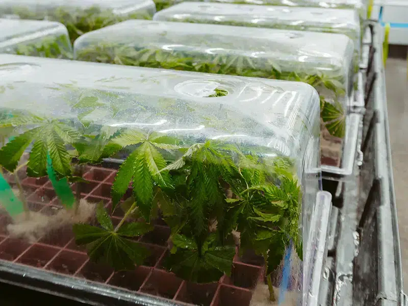 Michigan Dispensary Wholesale-Pegasus Green Pre-Packs